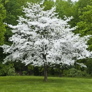 White Flowering Dogwood Live Plant - Quart Pot, 10-16