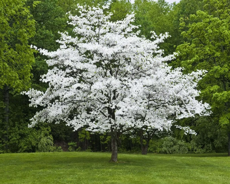 White Flowering Dogwood Live Plant - Quart Pot, 10-16" Tall Tree - Image 1