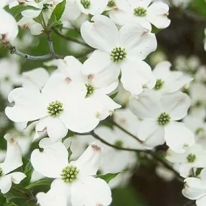 White Flowering Dogwood Tree Live Plant - Quart Pot, 10-16