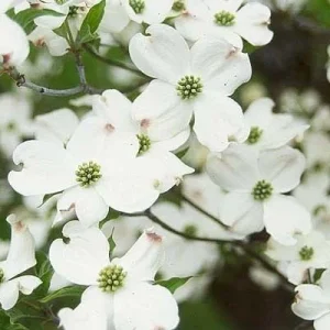 White Flowering Dogwood Tree Live Plant - Quart Pot 10-16