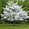 White Flowering Dogwood Tree Live Plant - Quart Pot 10-16" Tall - Image 1