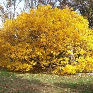 White Fringe Tree Live Plant – Chionanthus virginicus – 1 Quart Pot – Zones 4-9 - Image 2