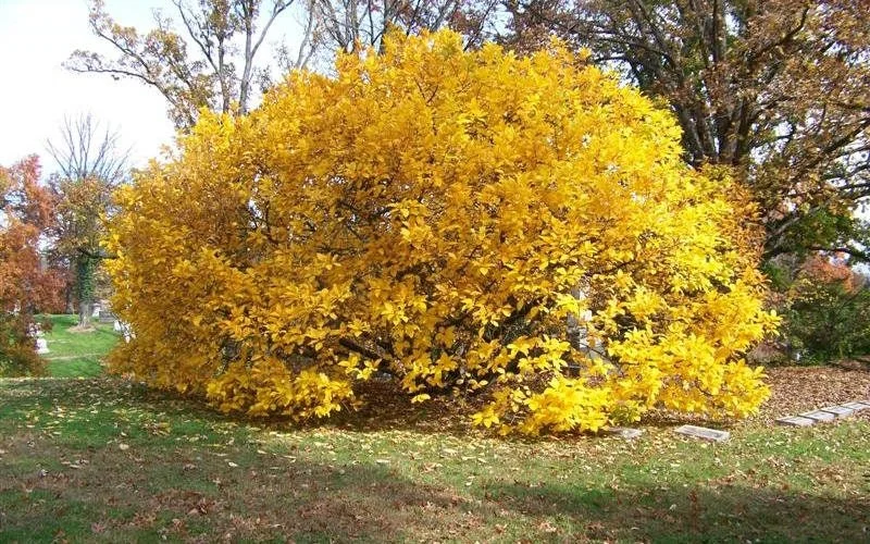 White Fringe Tree Live Plant – Chionanthus virginicus – 1 Quart Pot – Zones 4-9 - Image 2