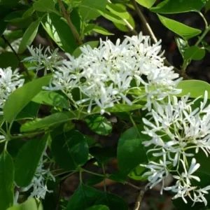 White Fringe Tree Live Plant – Chionanthus virginicus – 1 Quart Pot – Zones 4-9 - Image 3