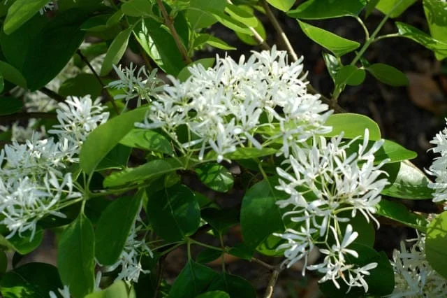White Fringe Tree Live Plant – Chionanthus virginicus – 1 Quart Pot – Zones 4-9 - Image 3