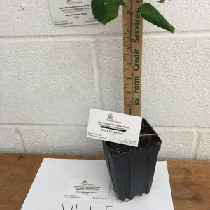 White Fringe Tree Live Plant – Chionanthus virginicus – 1 Quart Pot – Zones 4-9 - Image 4