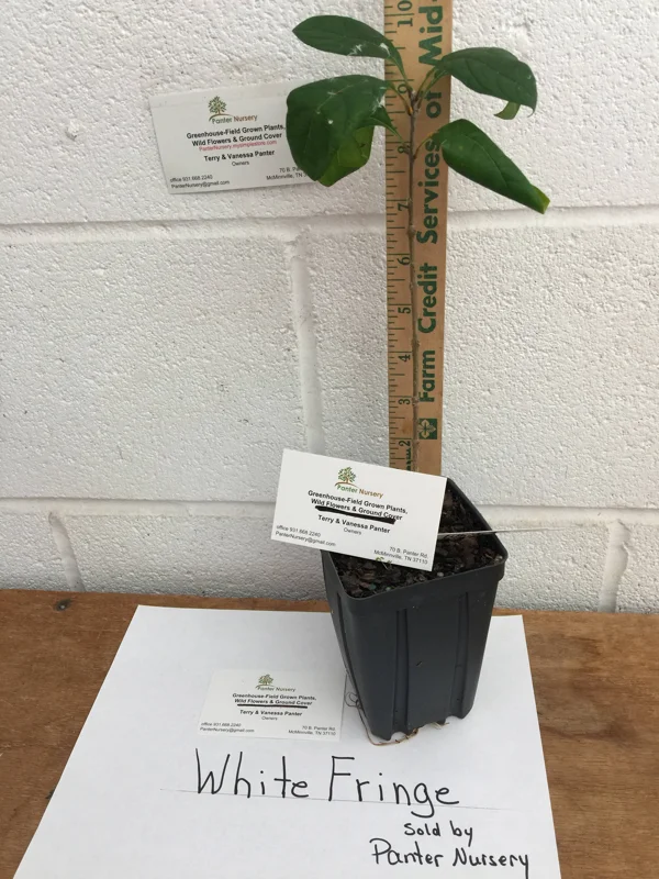 White Fringe Tree Live Plant – Chionanthus virginicus – 1 Quart Pot – Zones 4-9 - Image 4