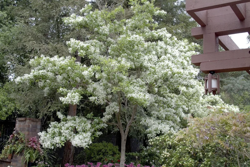 White Fringe Tree Live Plant – Chionanthus virginicus – 1 Quart Pot – Zones 4-9 - Image 5