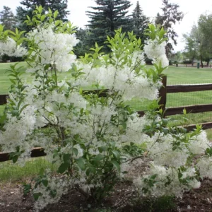 White Fringe Tree Live Plant – Chionanthus virginicus – 1 Quart Pot – Zones 4-9 - Image 6