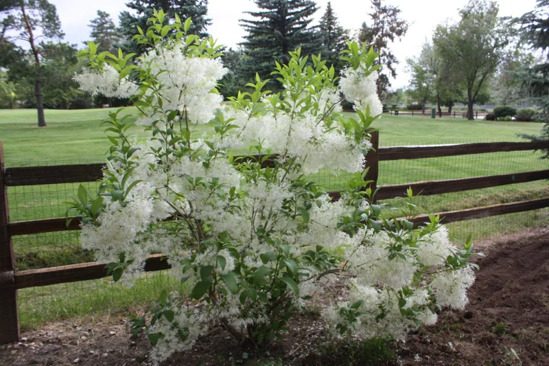 White Fringe Tree Live Plant – Chionanthus virginicus – 1 Quart Pot – Zones 4-9 - Image 6