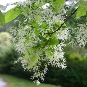 White Fringe Tree Live Plant – Chionanthus virginicus – 1 Quart Pot – Zones 4-9 - Image 7