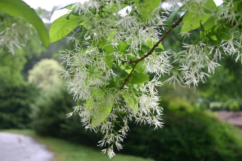 White Fringe Tree Live Plant – Chionanthus virginicus – 1 Quart Pot – Zones 4-9 - Image 7