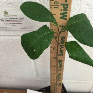 White Fringe Tree Live Plant – Chionanthus virginicus – 1 Quart Pot – Zones 4-9 - Image 8