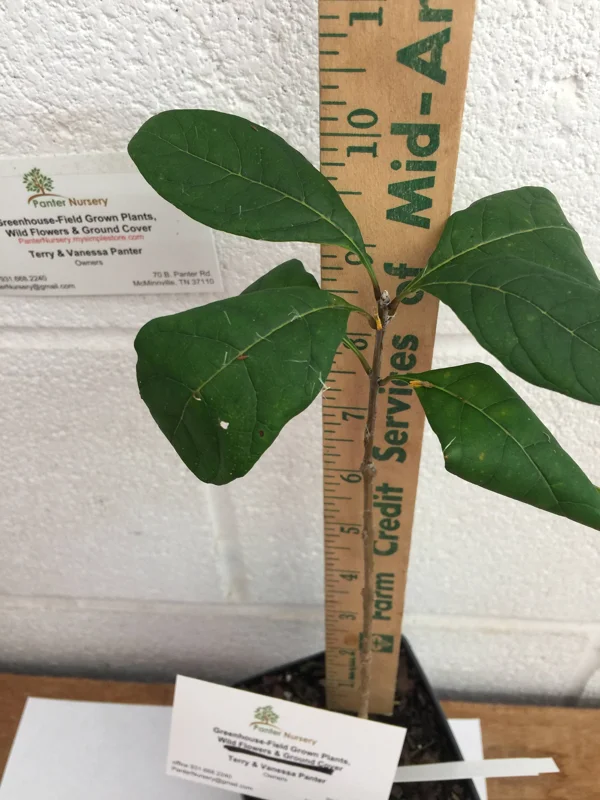 White Fringe Tree Live Plant – Chionanthus virginicus – 1 Quart Pot – Zones 4-9 - Image 8