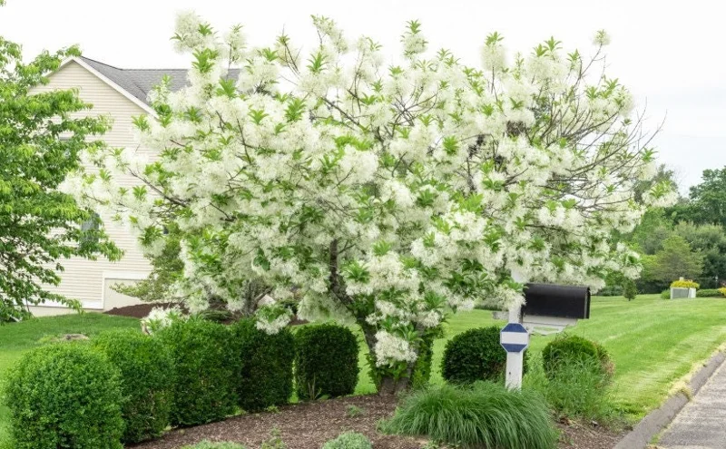 White Fringe Tree Live Plant – Chionanthus virginicus – 1 Quart Pot – Zones 4-9 - Image 1