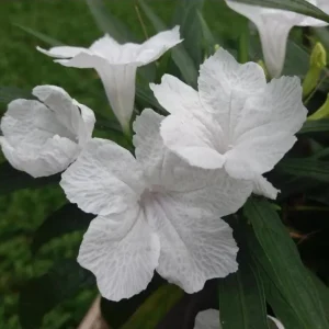 White Ruellia Live Plant Set – 3-6