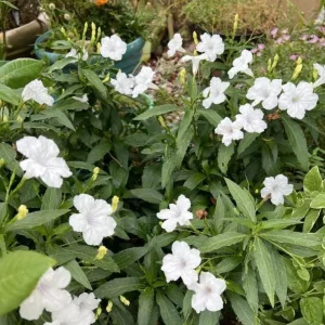 White Ruellia Live Plant Set – 3-6
