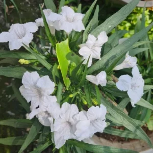White Ruellia Live Plant Set – 3-6