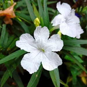 White Ruellia Live Plant Set – 3-6
