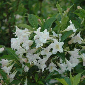 White Weigela Shrub Live Plant, Fragrant Flowers, 4 inch Pot, Outdoor - Image 2