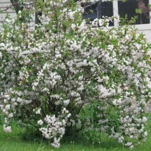 White Weigela Shrub Live Plant, Fragrant Flowers, 4 inch Pot, Outdoor - Image 3