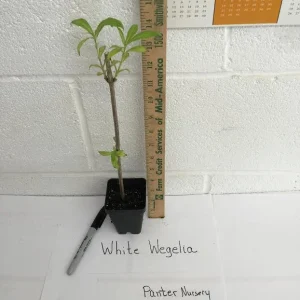 White Weigela Shrub Live Plant, Fragrant Flowers, 4 inch Pot, Outdoor - Image 4