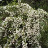 White Weigela Shrub Live Plant, Fragrant Flowers, 4 inch Pot, Outdoor - Image 1