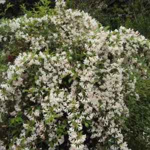 White Weigela Shrub Live Plant, Fragrant Flowers, 4 inch Pot, Outdoor - Image 1