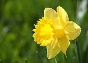 Wild Daffodil Bulbs - 25 Count Lent Lily Flowers for Outdoor Spring Planting - Image 2