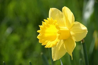 Wild Daffodil Bulbs - 25 Count Lent Lily Flowers for Outdoor Spring Planting - Image 2