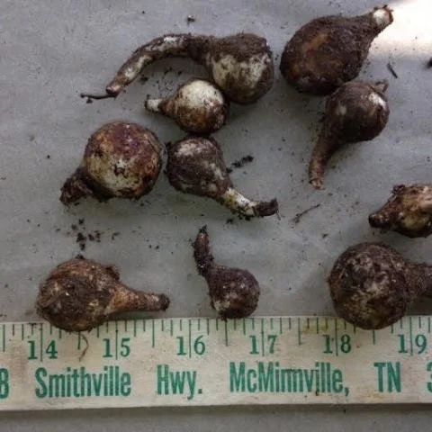 Wild Daffodil Bulbs - 25 Count Lent Lily Flowers for Outdoor Spring Planting - Image 3