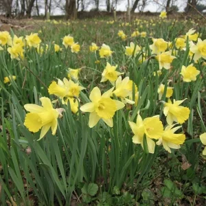 Wild Daffodil Bulbs - 25 Count Lent Lily Flowers for Outdoor Spring Planting - Image 1