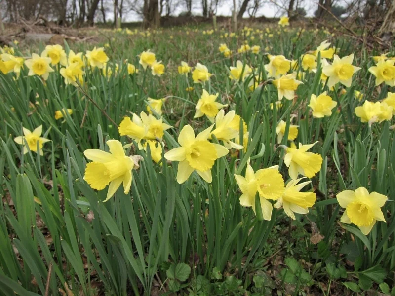 Wild Daffodil Bulbs - 25 Count Lent Lily Flowers for Outdoor Spring Planting - Image 1
