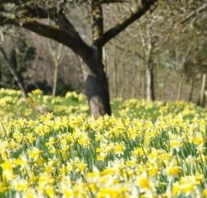 Wild Daffodil Bulbs - 25 Count Lent Lily Flowers for Outdoor Spring Planting - Image 4