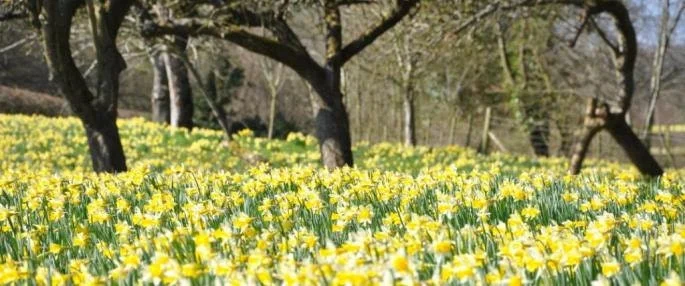 Wild Daffodil Bulbs - 25 Count Lent Lily Flowers for Outdoor Spring Planting - Image 4
