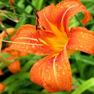 Wild Daylily Live Plant - 10 Orange Ditch Lily Root Systems - Outdoor - Image 3