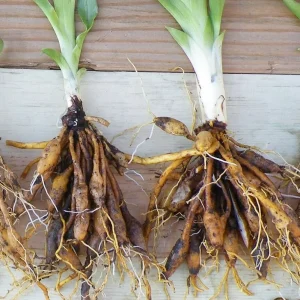 Wild Daylily Live Plant - 10 Orange Ditch Lily Root Systems - Outdoor - Image 4