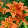 Wild Daylily Live Plant - 10 Orange Ditch Lily Root Systems - Outdoor - Image 1