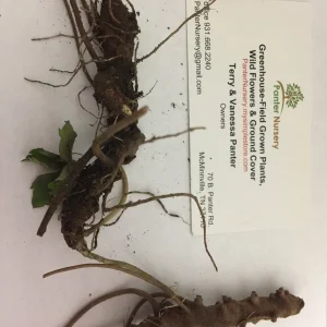 Wild Geranium Bare Roots - 5 Pack Perennial Plant for Shade Gardens - Image 4