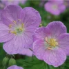 Wild Geranium Bare Roots - 5 Pack Perennial Plant for Shade Gardens - Image 1