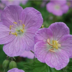Wild Geranium Bare Roots - 5 Pack Perennial Plant for Shade Gardens - Image 1