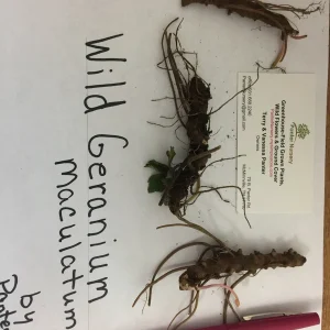 Wild Geranium Live Plant – 5 Bare Roots – Perennial – Full Sun to Part Shade - Image 2