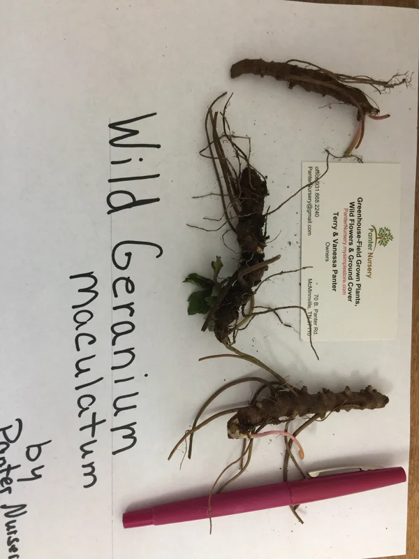 Wild Geranium Live Plant – 5 Bare Roots – Perennial – Full Sun to Part Shade - Image 2