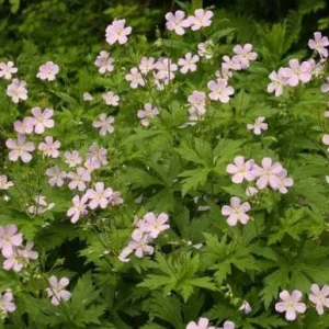 Wild Geranium Live Plant – 5 Bare Roots – Perennial – Full Sun to Part Shade - Image 3