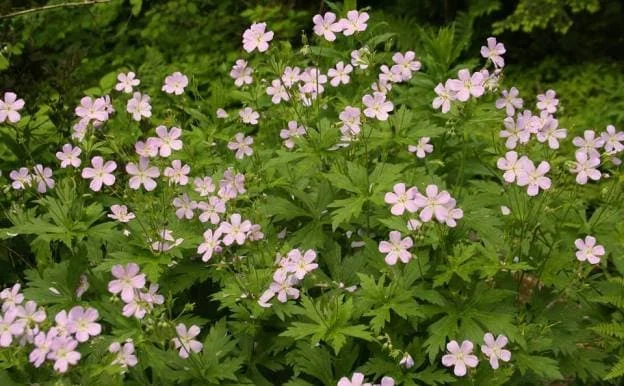 Wild Geranium Live Plant – 5 Bare Roots – Perennial – Full Sun to Part Shade - Image 3