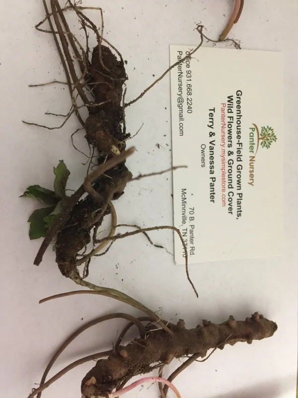 Wild Geranium Live Plant – 5 Bare Roots – Perennial – Full Sun to Part Shade - Image 4