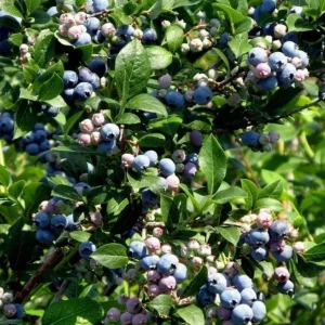 Windsor Blueberry Live Plant - Southern Highbush - 4-6 inch Tall Starter Bush - Image 2