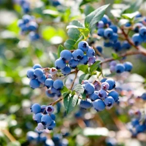 Windsor Blueberry Live Plant - Southern Highbush - 4-6 inch Tall Starter Bush - Image 5