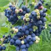 Windsor Blueberry Live Plants - Southern Highbush - 2-Pack, 4-6" Tall, Bare Root, Outdoor - Image 1