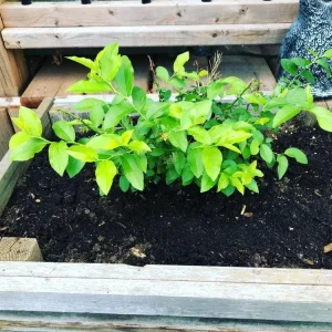 Windsor Blueberry Live Plants - Southern Highbush - 2-Pack, 4-6